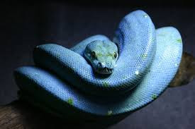 Trăn cây xanh màu da trời được khoanh vùng sống ở các khu rừng rậm rạp thuộc Australia, Indonesia, New Guinea. Vì quá sang quý và đắt giá, trăn cây xanh màu da trời được săn tìm, lùng bắt gắt gao.