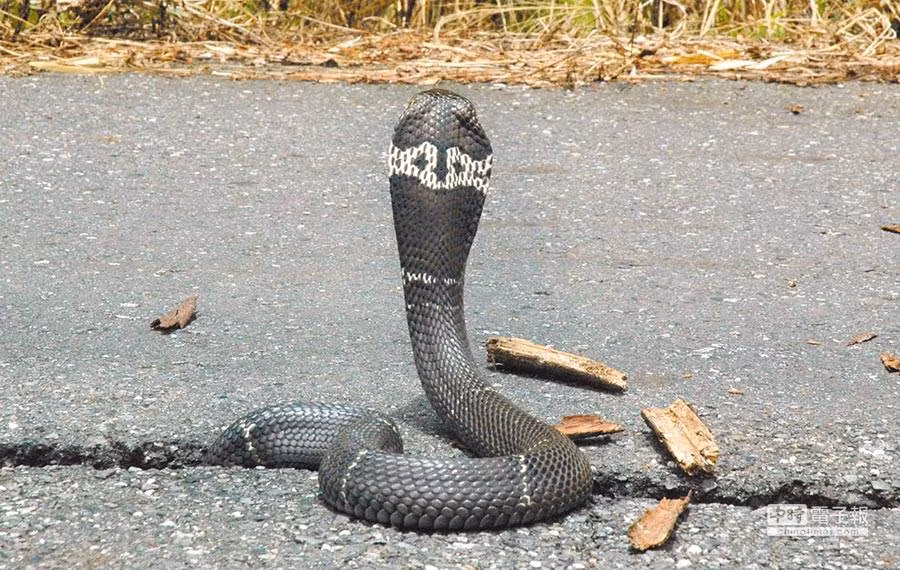 Đem rắn hổ mang quấn tay khoe khoang, thanh niên chết thảm khi... Dem ran ho mang quan tay khoe khoang, thanh nien chet tham khi...