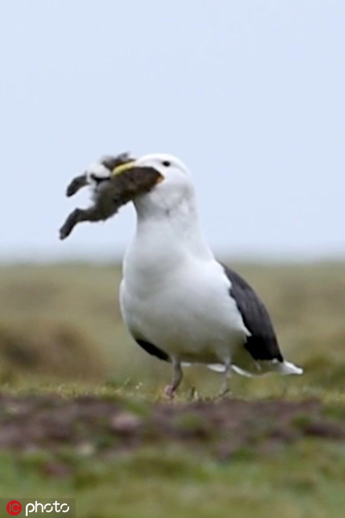 Chim mong bien san giet va an thit ca tho gay choang-Hinh-3