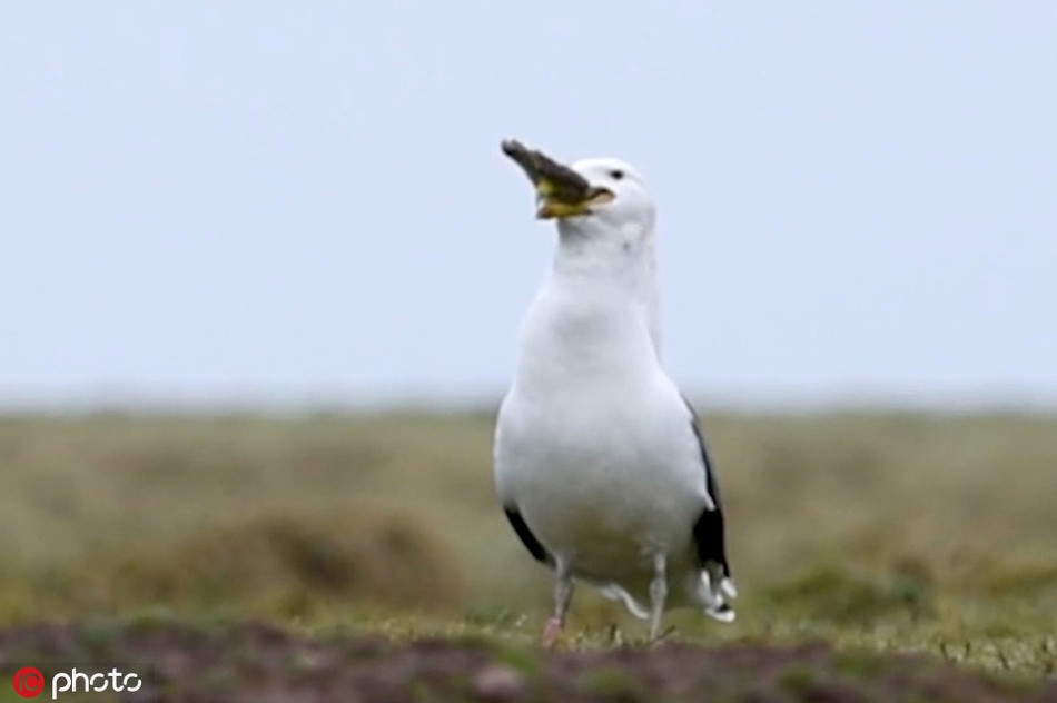 Chim mong bien san giet va an thit ca tho gay choang-Hinh-4