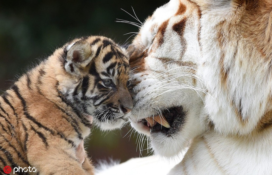 Khoảnh khắc ngọt ngào, ấm áp của mẹ con hổ vằn khiến nhiều người không khỏi ấn tượng.