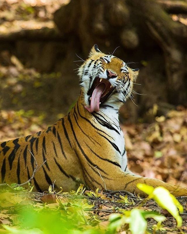 Thi thoảng, những con hổ vằn cũng để lộ khoảnh khắc ngáp dài "mất mặt" thế này.