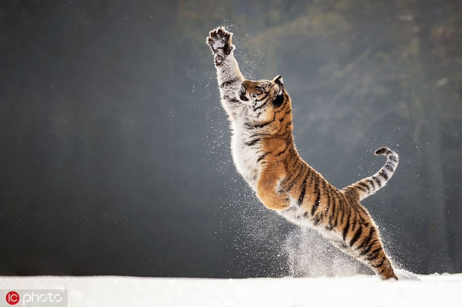 Được chơi đùa với tuyết, hổ vằn nghịch ngợm và hiếu động chẳng khác nào một con mèo nhà.