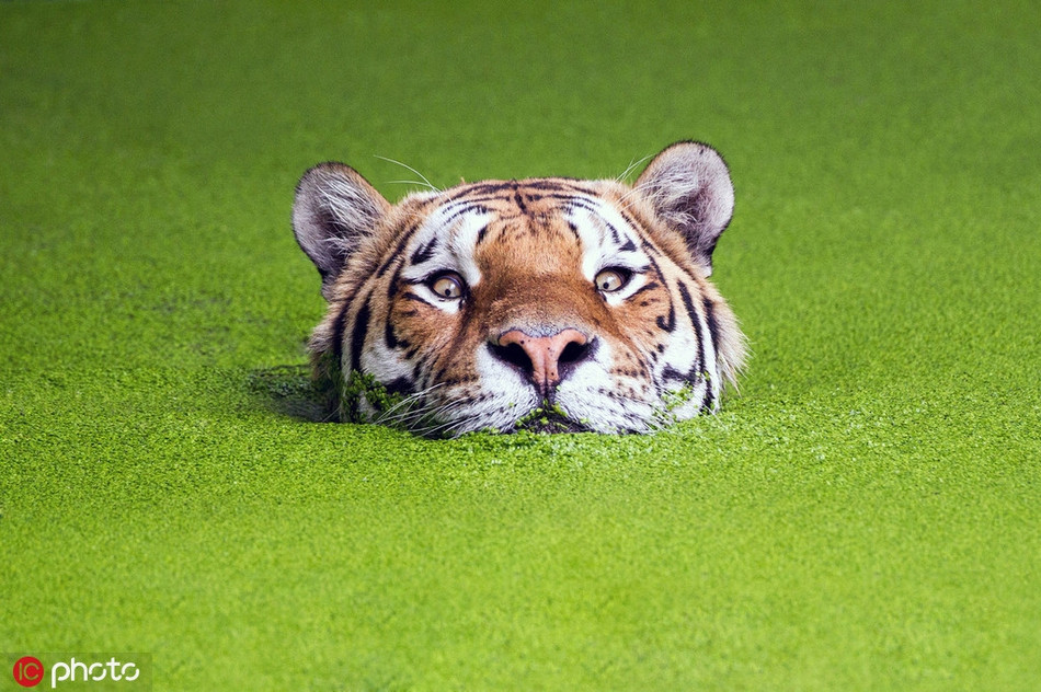 Hổ là một trong những động vật cực kỳ thích bơi lội. Chỉ cần có cơ hội, chúng sẽ tranh thủ bơi để rèn luyện cơ thể, giảm bớt cái nóng. Khoảnh khắc một con hổ vằn ngạc nhiên khi bị chụp ảnh lúc đang bơi lội khiến nhiều người thích thú.