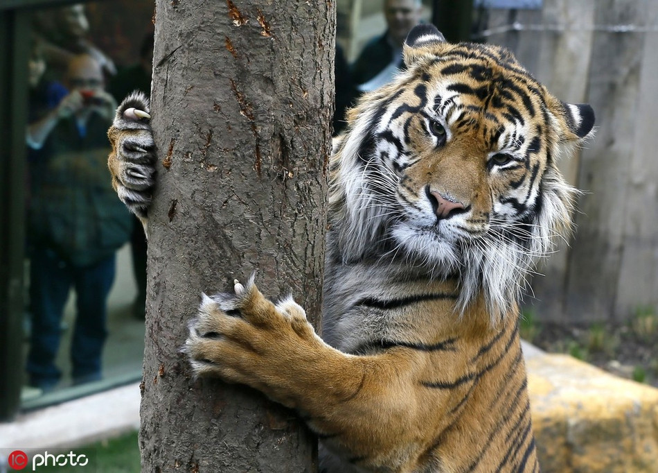 Tuy nhiên, khi không thị uy, thể hiện sự oai nghiêm của mình, những con hổ văn cũng có vô số khoảnh khắc ngây ngô, đáng yêu, hài hước, chẳng khác nào những con mèo lười nghịch ngợm.