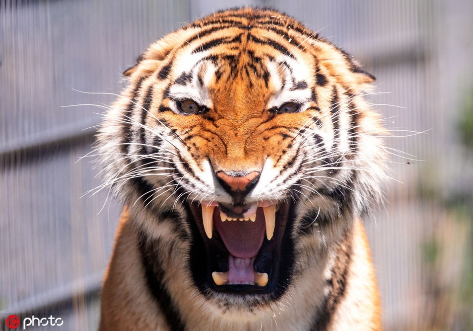 Tuy rằng giống như hổ vằn đang gầm lên thế nhưng thực tế, nó chỉ đang ngáp.