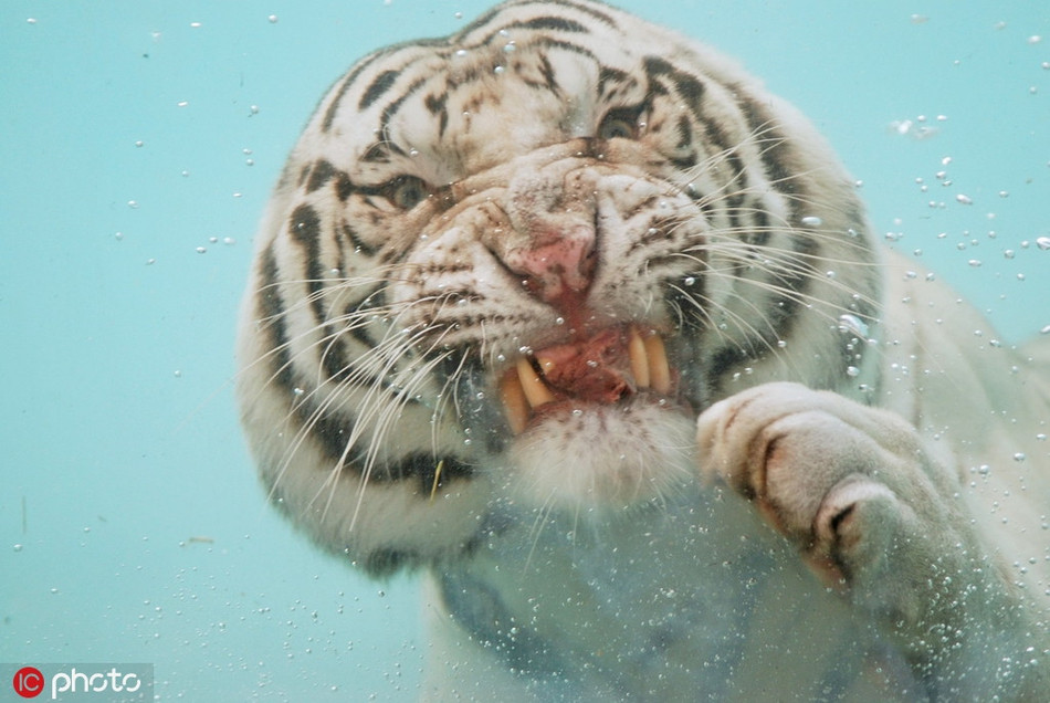 Là một trong những mãnh thú họ Mèo lớn nổi tiếng nhất thế giới, nổi danh là chúa sơn lâm, vua của muôn loài, những con hổ vằn thực sự có thần thái uy nghiêm, chấn nhiếp những loài động vật khác.