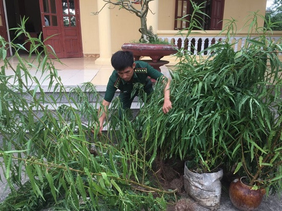 Nguoi dan trong 30 cay can sa o Thai Binh bi phat hien-Hinh-2