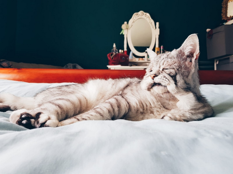 Gap chu meo dua tang va khuon mat chan doi nhat TG-Hinh-4