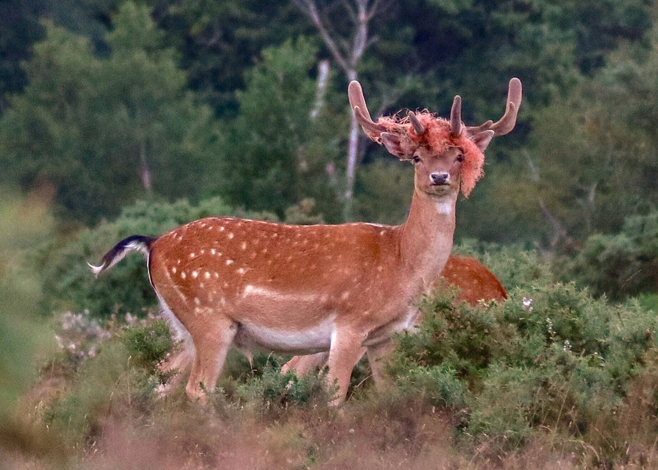 Huou toc do khien con nguoi giat minh va su thuc-Hinh-2