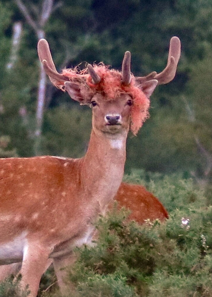 Huou toc do khien con nguoi giat minh va su thuc