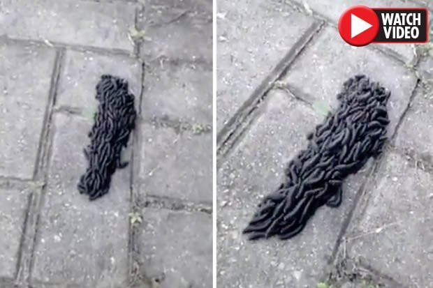 Di duong, co gai tai mat dung “quai vat ngoai hanh tinh“