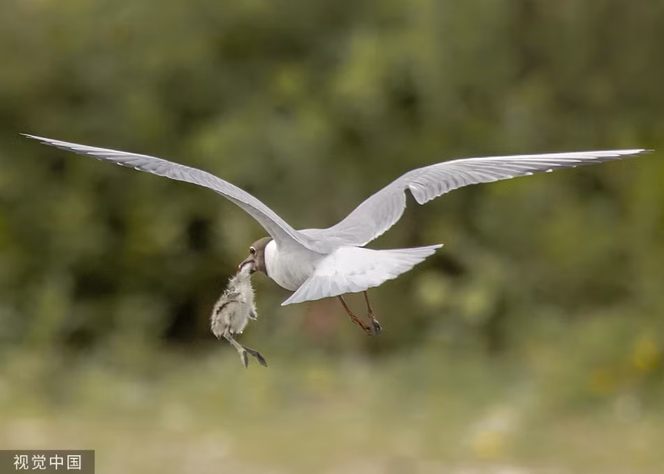 Mong bien dau den san giet chim con day tan nhan-Hinh-3