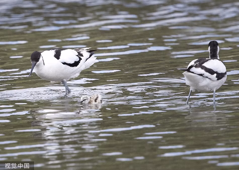 Mòng biển đầu đen săn giết chim con đầy tàn nhẫn Mong bien dau den san giet chim con day tan nhan
