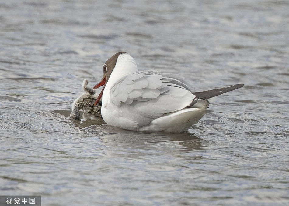 Mong bien dau den san giet chim con day tan nhan-Hinh-2