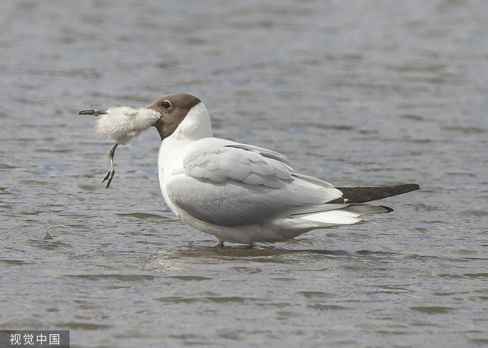 Mong bien dau den san giet chim con day tan nhan-Hinh-4