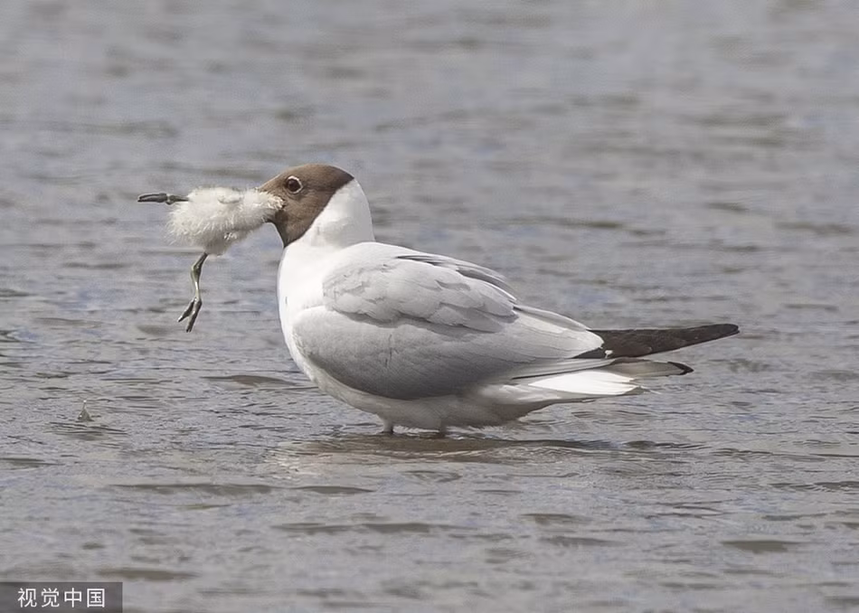 Mong bien dau den san giet chim con day tan nhan-Hinh-4