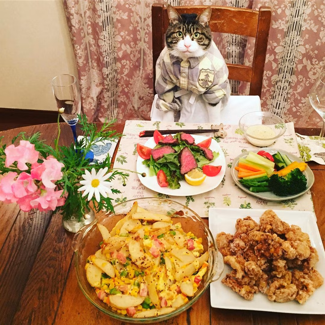 Maro chỉ thích những món ăn của loài mèo mà chủ nhân đã chuẩn bị sẵn, không chút nào quan tâm đến những món ăn bắt mắt được bày biện cẩn thận.