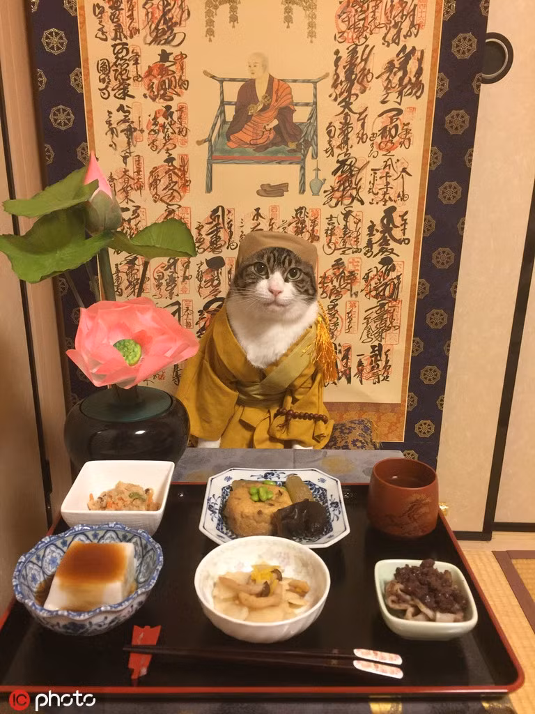 Vì vậy, ngay khi nhận ra Maro có tiềm năng trở thành một phần đặc biệt trong loạt ảnh ẩm thực của mình, cô Rie Matsui đã triển khai dự án ảnh mới.