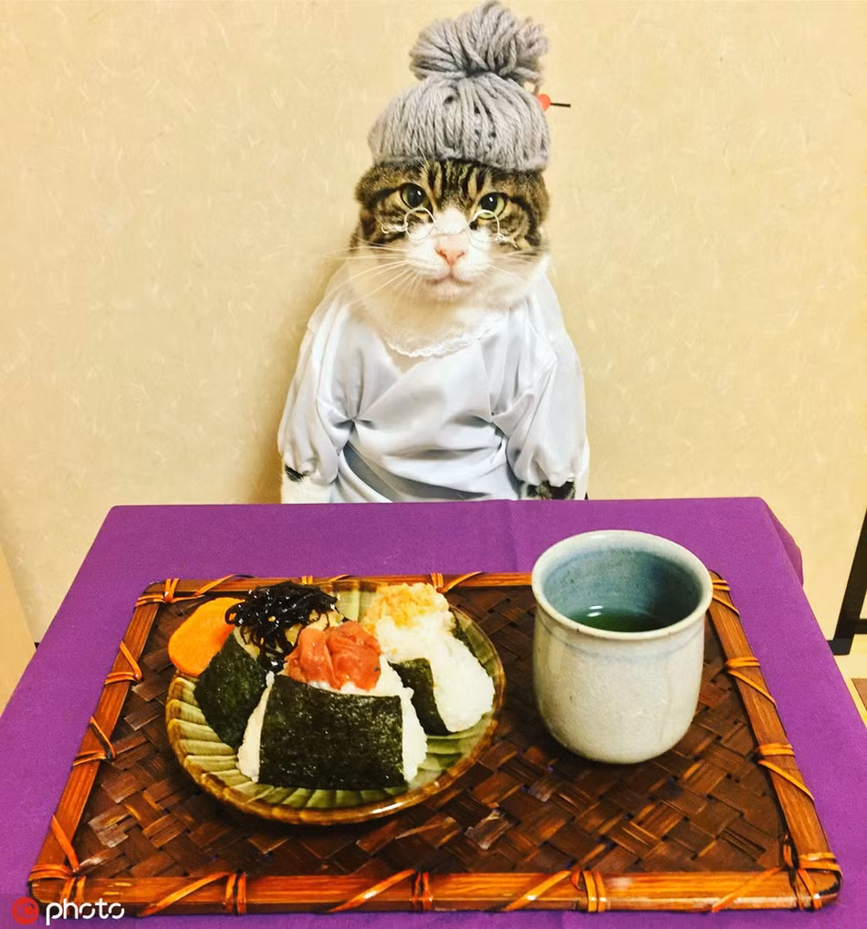  Chú mèo nổi tiếng Maro hiện đang là một trong những ngôi sao động vật nổi tiếng nhất Nhật Bản.