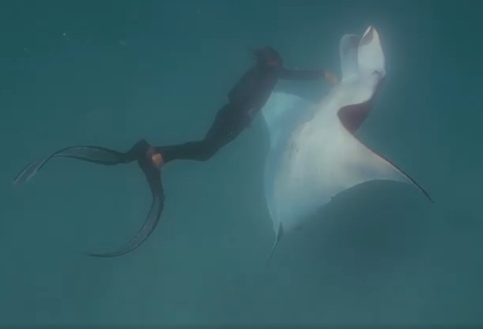 Kinh ngac ca duoi khong lo tim tho lan xin giup do-Hinh-2