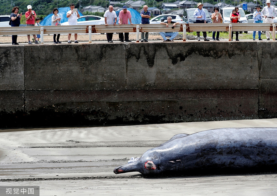 Trong lúc đó, nạn săn giết cá voi ở Nhật Bản vẫn luôn bị lên án gay gắt, vấp phải rất nhiều sự phản đối từ đông đảo các nước trên thế giới.