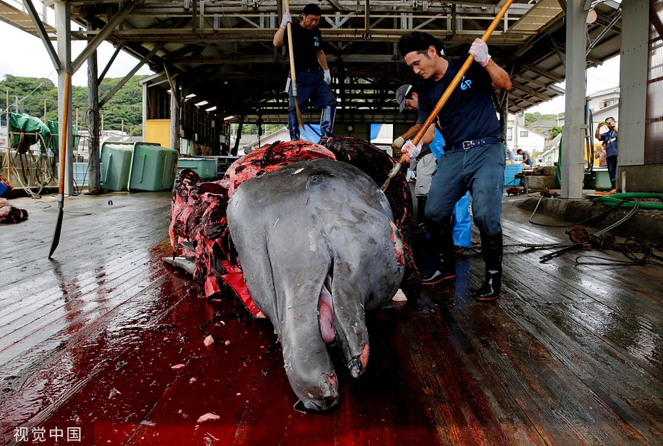 Giáo viên và các ngư dân sẽ giải đáp nhiệt tình mọi thắc mắc của các em tiểu học. Sau đó, màn mổ thịt cá voi khổng lồ sẽ được tiến hành theo đúng tuần tự các bước.