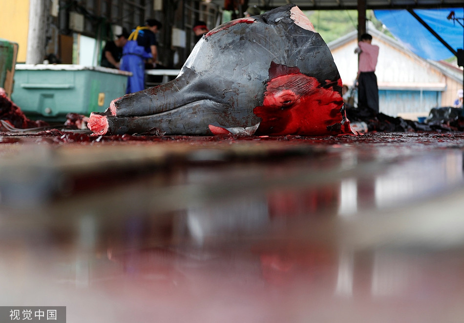 Đa số mọi người đều lên án với cách làm của trường tiểu học ở Chiba, Nhật Bản. Nhiều ý kiến cho rằng, tận mắt chứng kiến cảnh giết thịt cá voi một cách dã man sẽ gây ảnh hưởng xấu tới học sinh tiểu học. Không chỉ thế, nhà trường còn bắt học sinh viết cảm nhận về cảnh tượng ghê rợn này.