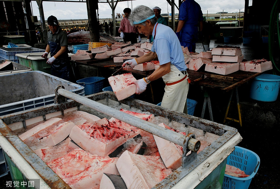 Trong suốt quá trình mổ xẻ xác cá voi để lấy thịt, mỡ, có rất nhiều cảnh máu me, đáng sợ, thế nhưng các em học sinh sẽ phải chứng kiến toàn bộ.