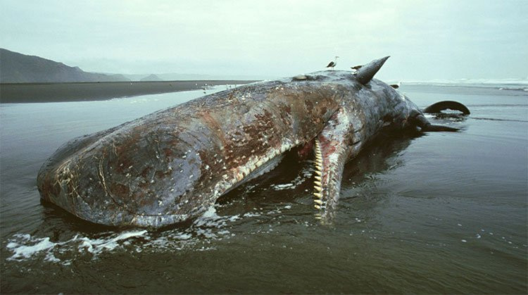 Cai chet cua ca voi gia mang den vo van loi ich cho he sinh thai-Hinh-2