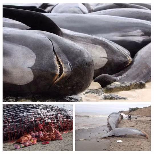 Cai chet cua ca voi gia mang den vo van loi ich cho he sinh thai