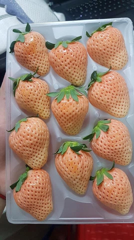 Nhung loai trai cay gia sieu dat cua Nhat ban tai Viet Nam