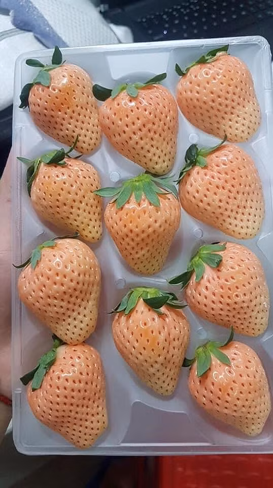 Nhung loai trai cay gia sieu dat cua Nhat ban tai Viet Nam