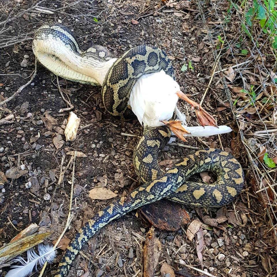 Thay tieng dong la ngoai vuon, chu nha ra xem roi 