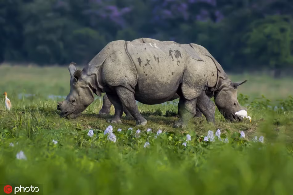 Tê giác “hợp thể” tạo hình ảnh siêu ngầu, như quái vật 2 đầu Te giac “hop the” tao hinh anh sieu ngau, nhu quai vat 2 dau