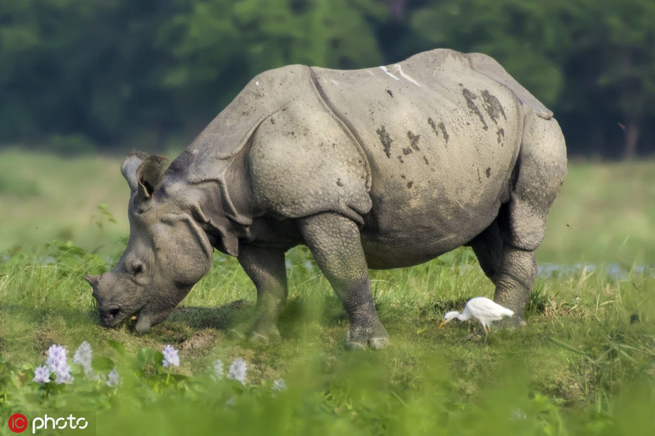 Te giac “hop the” tao hinh anh sieu ngau, nhu quai vat 2 dau-Hinh-2