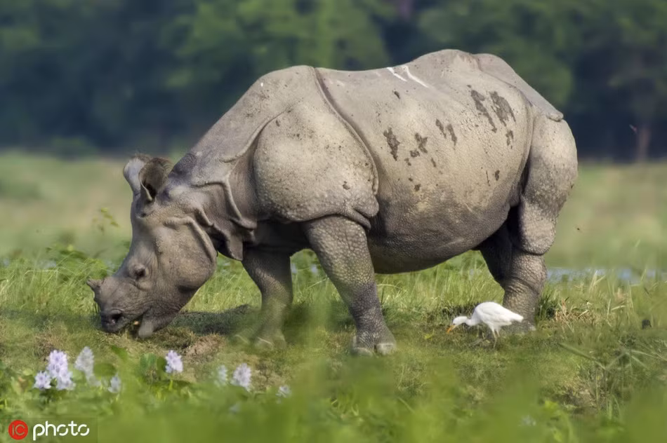 Tê giác “hợp thể” tạo hình ảnh siêu ngầu, như quái vật 2 đầu - Hình 2 Te giac “hop the” tao hinh anh sieu ngau, nhu quai vat 2 dau-Hinh-2