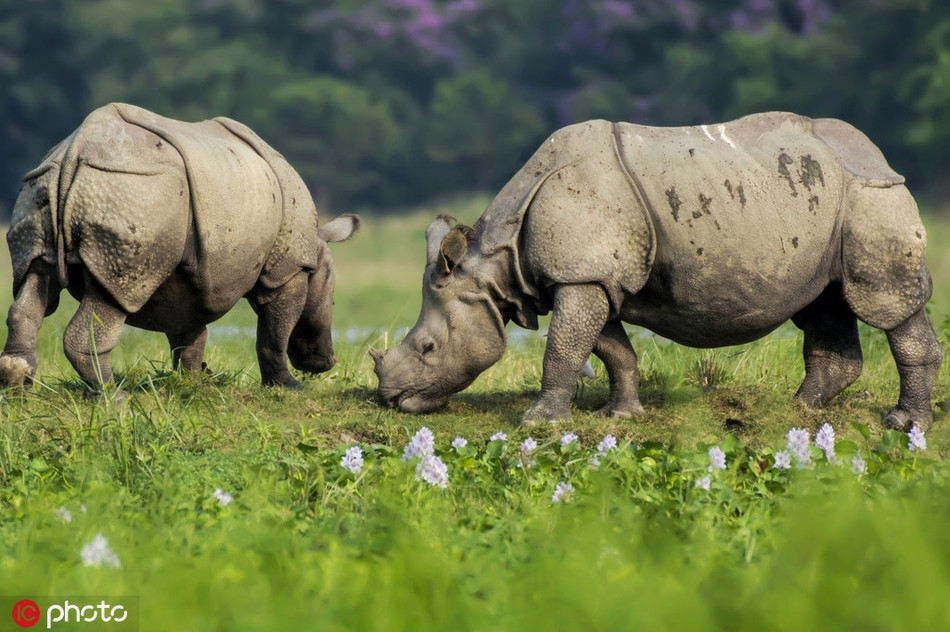 Te giac “hop the” tao hinh anh sieu ngau, nhu quai vat 2 dau-Hinh-3