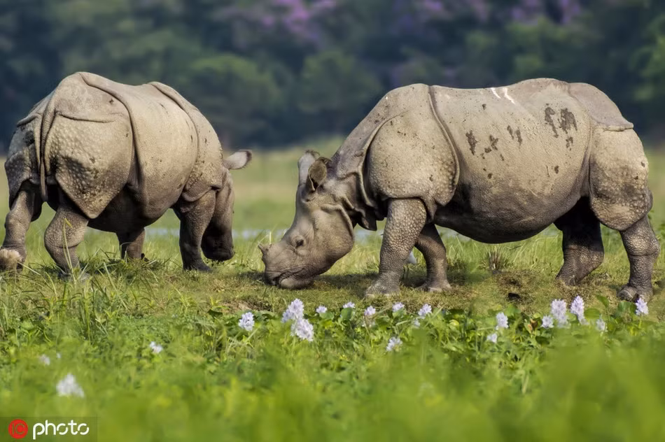 Tê giác “hợp thể” tạo hình ảnh siêu ngầu, như quái vật 2 đầu - Hình 3 Te giac “hop the” tao hinh anh sieu ngau, nhu quai vat 2 dau-Hinh-3