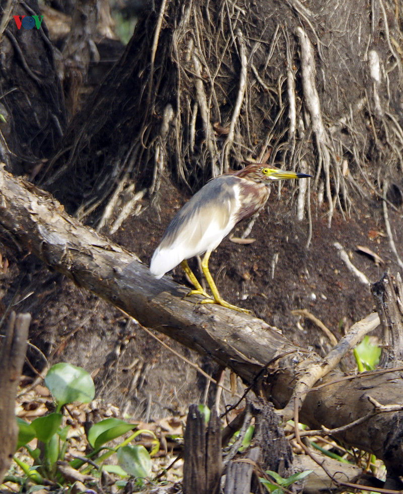 Ngoài mùa sinh sản, cò ma có bộ lông trắng, mỏ vàng và chân màu vàng xám. Trong mùa sinh sản, chim trưởng thành chuyển sang màu cam trên lưng, ngực và đầu; còn mỏ, chân và mắt chuyển màu đỏ.