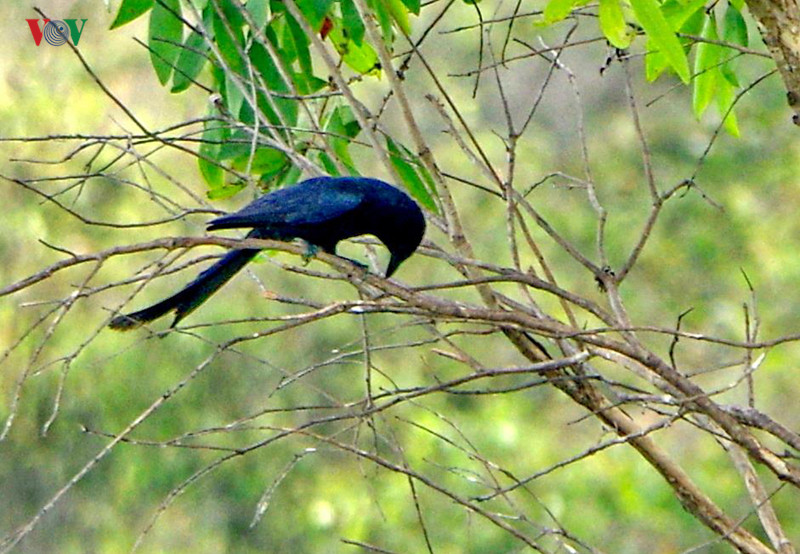 Chim khách (hay còn gọi là hỷ thước)