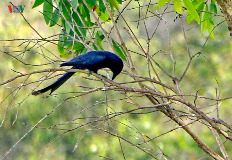 Chim khách (hay còn gọi là hỷ thước)