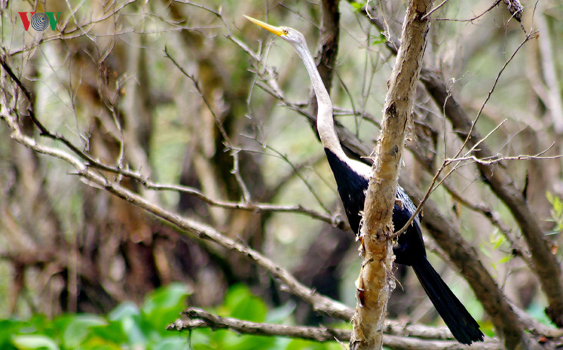 Còn cổ rắn thường có bộ lông màu đen, cổ dài, mỏ nhọn, chân ngắn và có màng bơi.