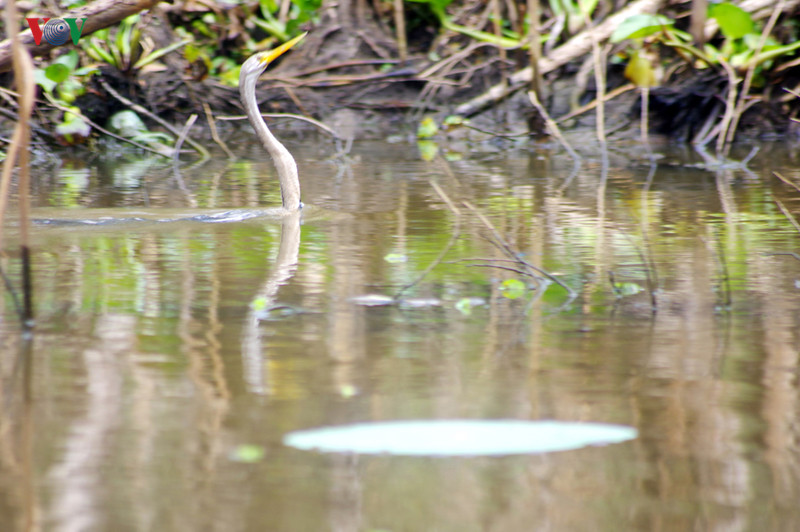 Loài chim này có chiếc cổ dài đặc trưng