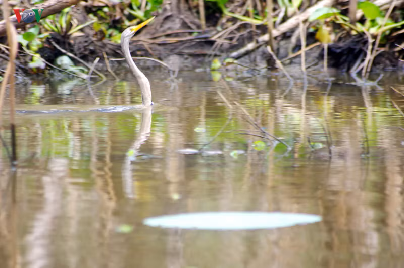 Loài chim này có chiếc cổ dài đặc trưng