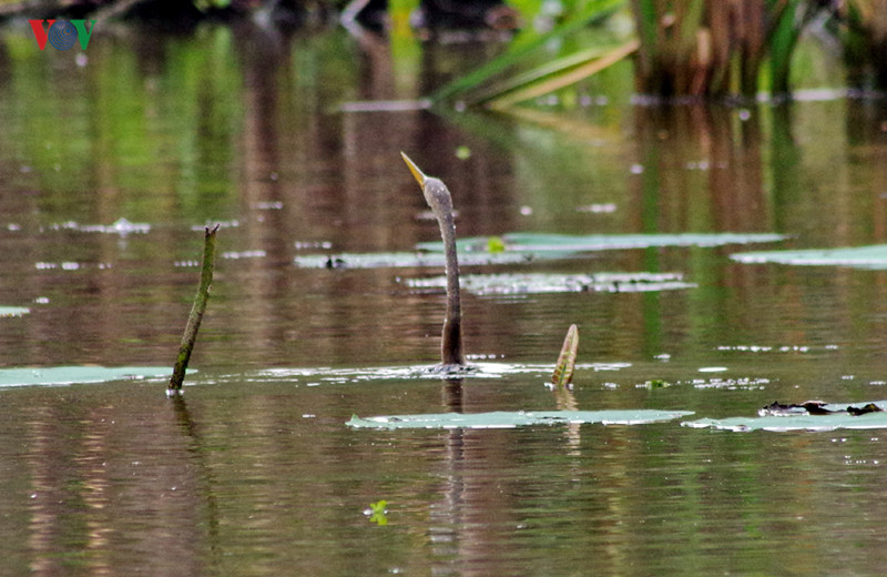 Chim ở rừng có 70 loài thuộc 13 bộ và 3 họ. Trong đó có 2 loài quý hiếm là cò lạo Ấn Độ (giang sen), cò rắn (điêng điểng) như trong hình.