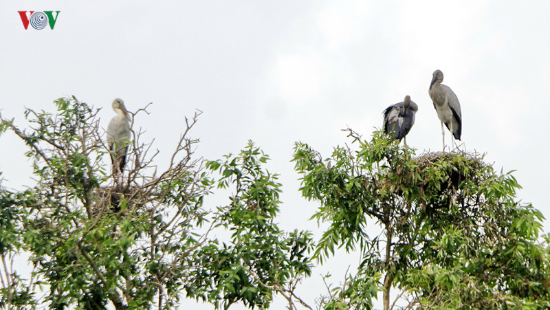 Cò nhạn (hay Cò ốc)- một loài chim thuộc họ Hạc.