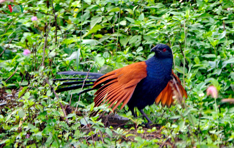 Chim bìm bịp trong rừng tràm Trà Sư
