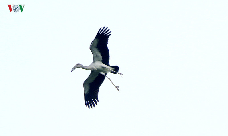 Cò nhạn sống ở các sinh cảnh khác nhau của các vùng đất ngập nước ngọt như hồ ao, kênh mương, sông, bãi bùn, ruộng lúa... Thức ăn chủ yếu của cò nhạn là các loại ốc, động vật thuỷ sinh như ếch, nhái, cua và côn trùng lớn.