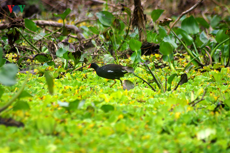 Trong rừng còn có chim trích cồ. Trích cồ là loài chim đẹp: khi trưởng thành có màu xanh dương và xanh lá cây ở phần ức và bụng; chân, mỏ và trên đầu có màu đỏ tươi.